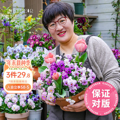 角堇盆栽小苗花期长花量大