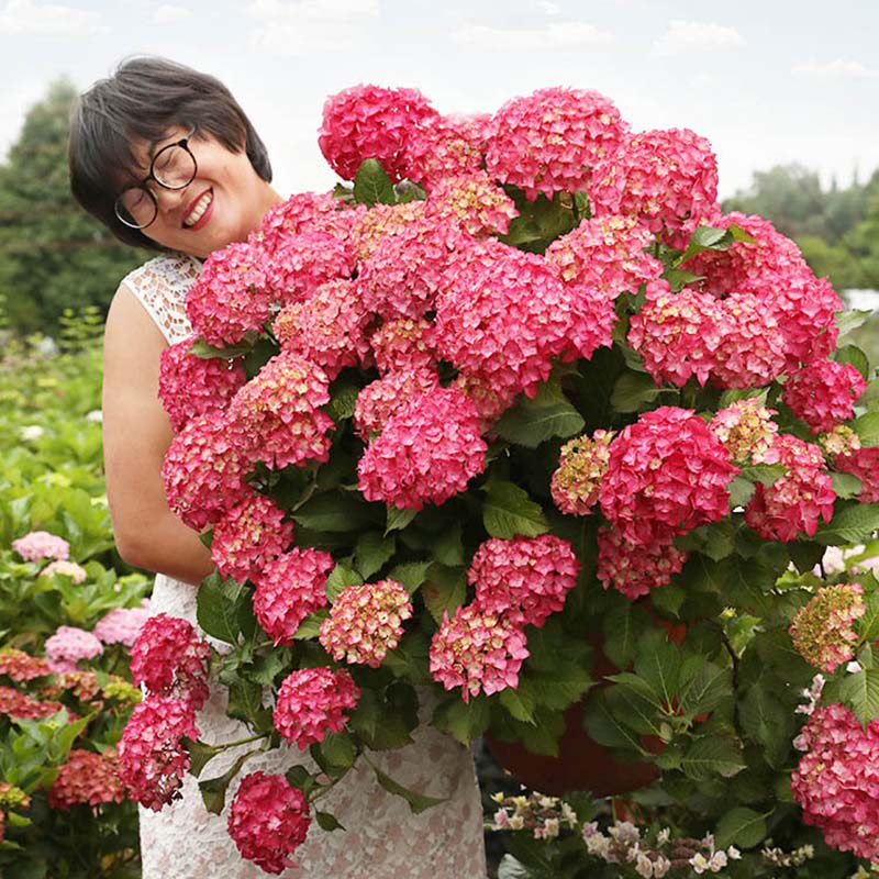海蒂的花园旗舰店大花绣球塞尔玛秋季阳台庭院花卉植物盆栽树花苗