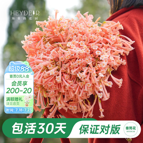 海妈家冬季开花球根花卉植物