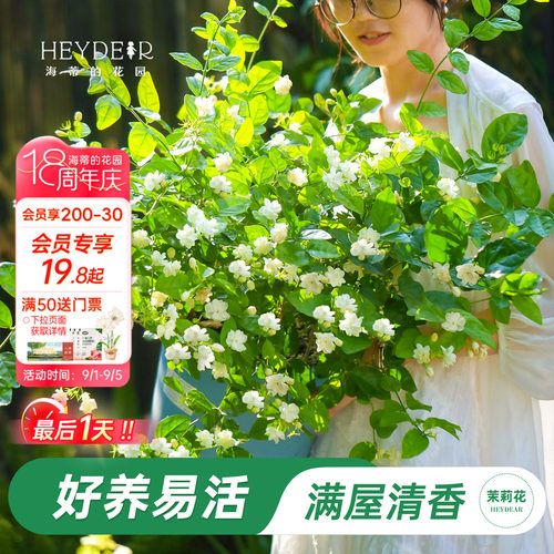 海蒂的花园重瓣茉莉花盆栽带花苗