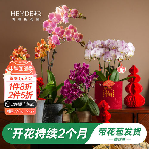 【品牌保障】A级蝴蝶兰带花发货