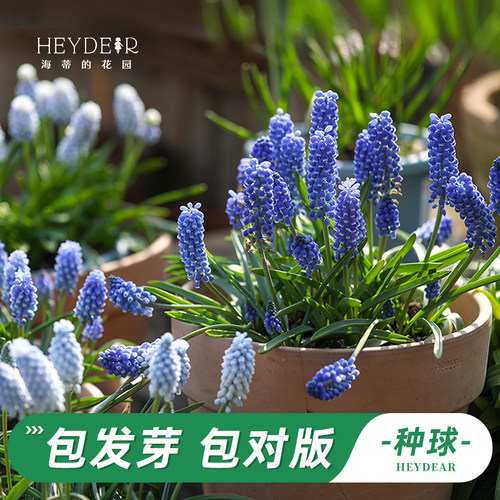 葡萄风信子海蒂的花园
