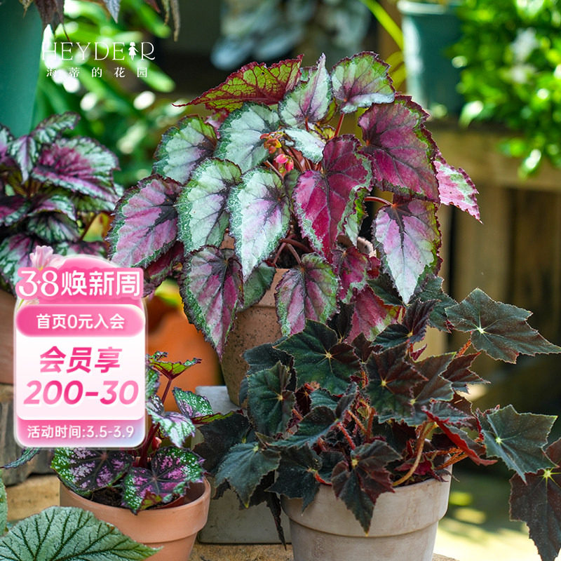 海蒂的花园旗舰店秋海棠绿植室内盆栽桌面绿植花卉办公室植物苗