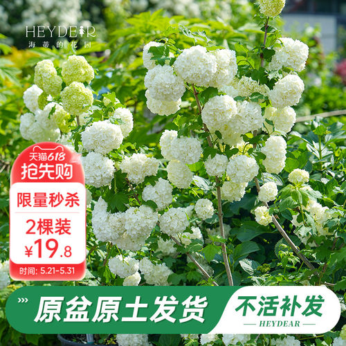 绿植盆栽回购榜TOP店铺木绣球