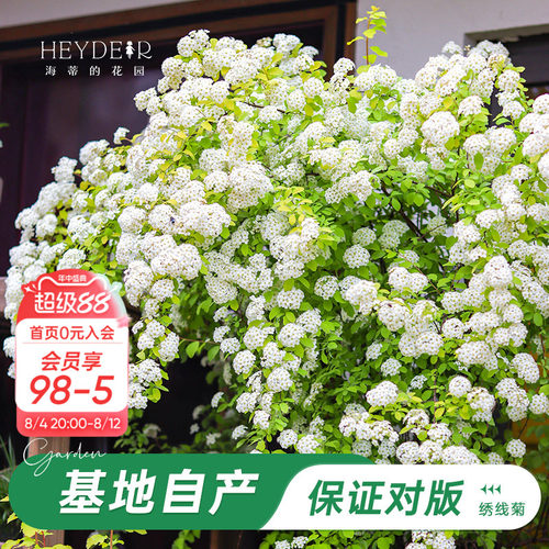 海妈家耐寒花灌木北方露天过冬