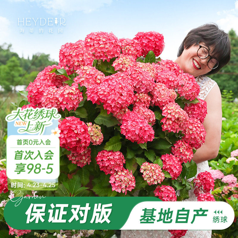 海蒂的花园旗舰店绣球花盆栽带花苞花苗无尽夏树苗花卉绿植小苗