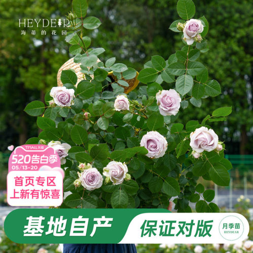 海妈家冬日恋歌月季花苗