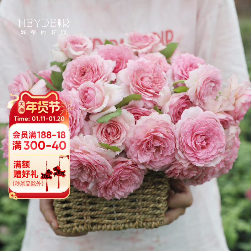 海蒂的花园罗衣藤本少刺月季花墙拱门爬藤阳台庭院花卉植物盆栽苗,鲜花速递/花卉仿真/绿植园艺,月季/蔷薇/玫瑰,淘宝优惠券,粉丝福利购,淘宝优惠卷