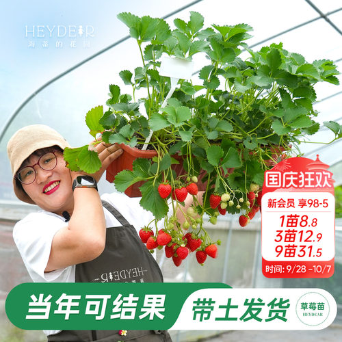 海蒂的花园草莓苗当年新苗