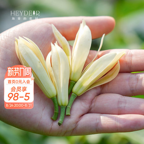 多季节开花黄角兰树苗四川发货