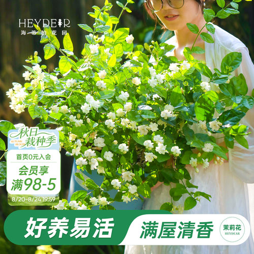 海蒂的花园重瓣茉莉花盆栽带花苗