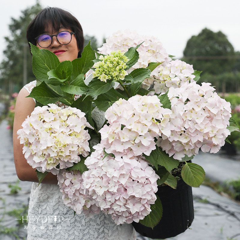 海蒂的花园青岛绣球大花粉白色可爱耐阴阳台露台花卉植物盆栽花苗