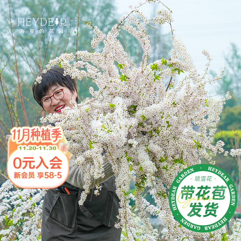 海妈家雪柳盆栽带花苞发货