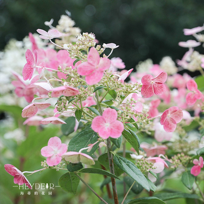 海蒂的花园 圆锥绣球粉色精灵夏季开可做干花庭院花卉植物盆栽