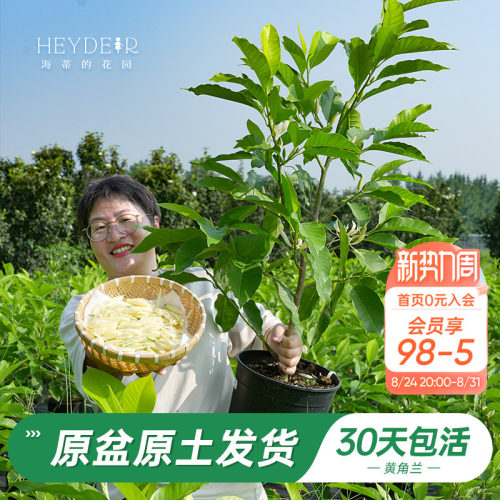 当年开花黄角兰树苗四季观叶好养