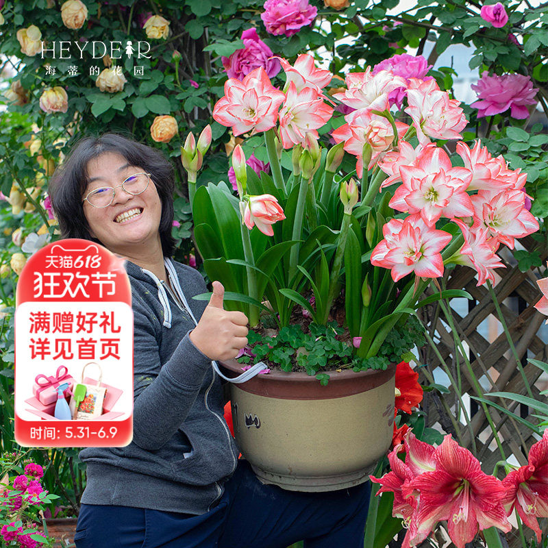 海蒂的花园旗舰店朱顶红种球红红火火进口开花球年宵花卉室内可种