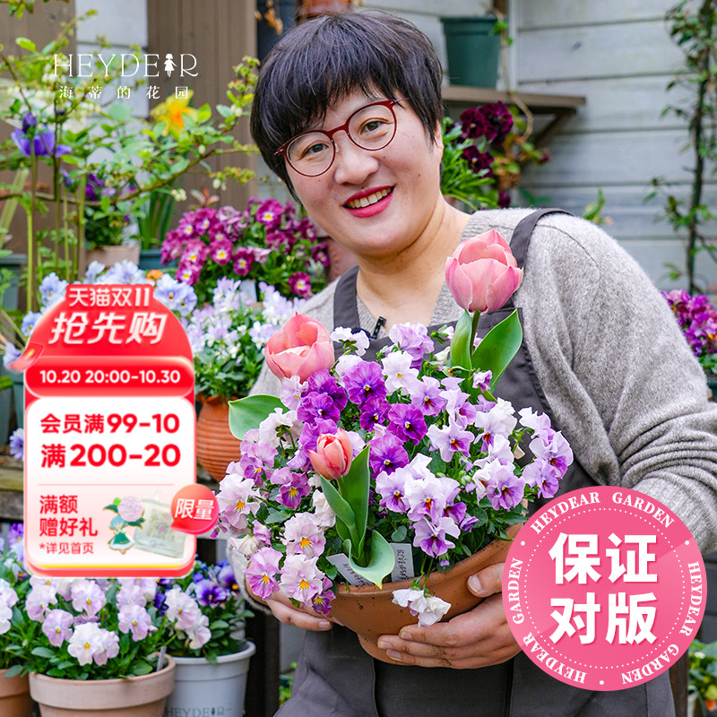 角堇盆栽小苗花期长花量大