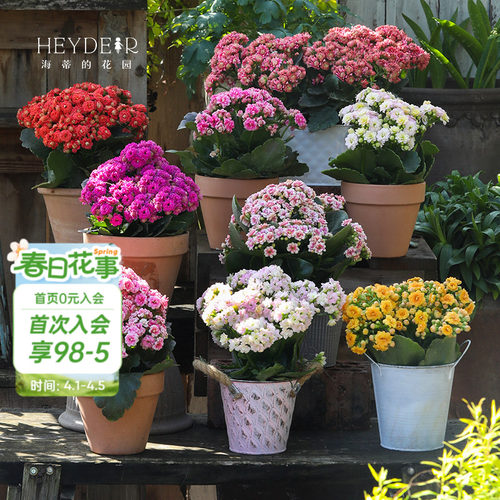 海蒂的花园官方旗舰店长寿花盆栽室内阳台桌面植物花卉带花苞发货