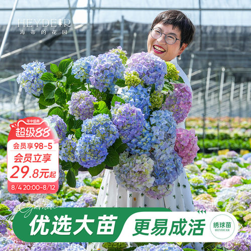 海妈家自产绣球花苗新手易养