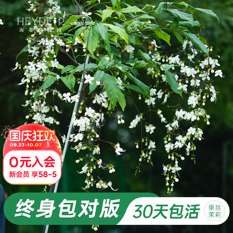 海蒂的花园垂丝茉莉阳台室内花卉