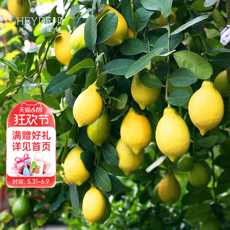 海蒂的花园旗舰店香水柠檬树树苗盆栽可食用果树果苗阳台橘子树