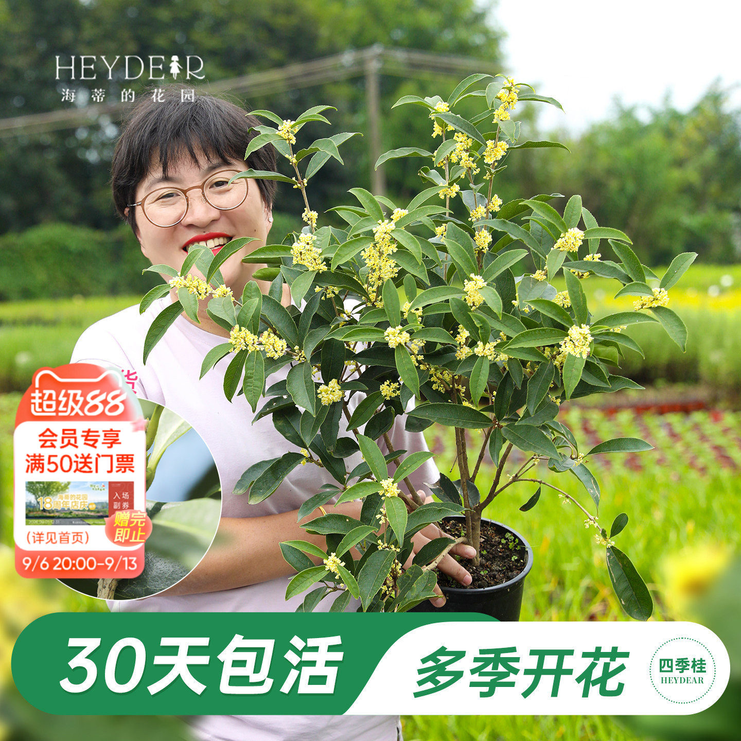 海妈家多季节开花桂花盆栽图片