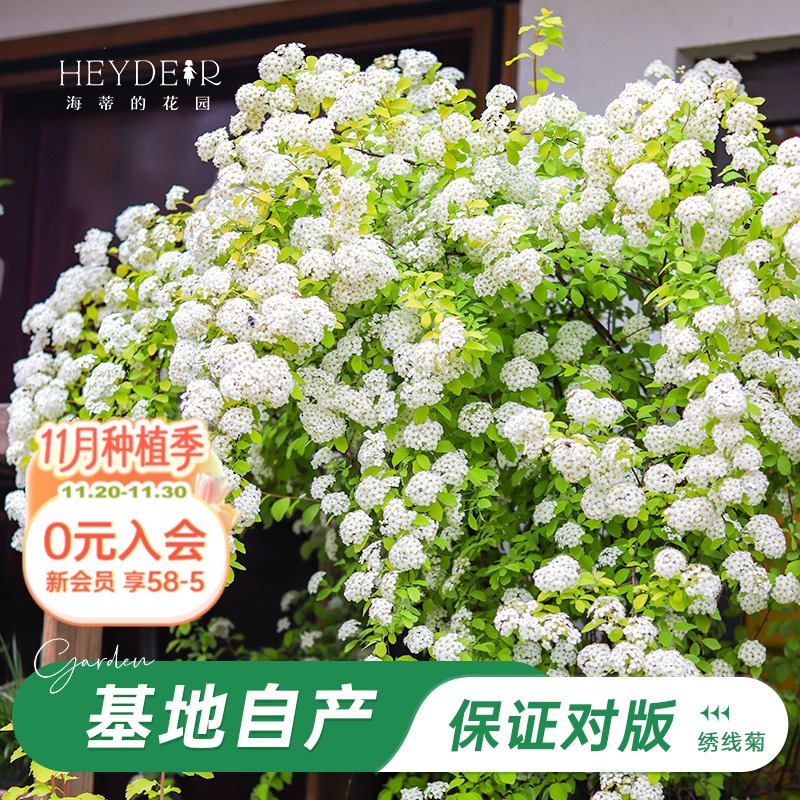 海妈家耐寒花灌木北方露天过冬