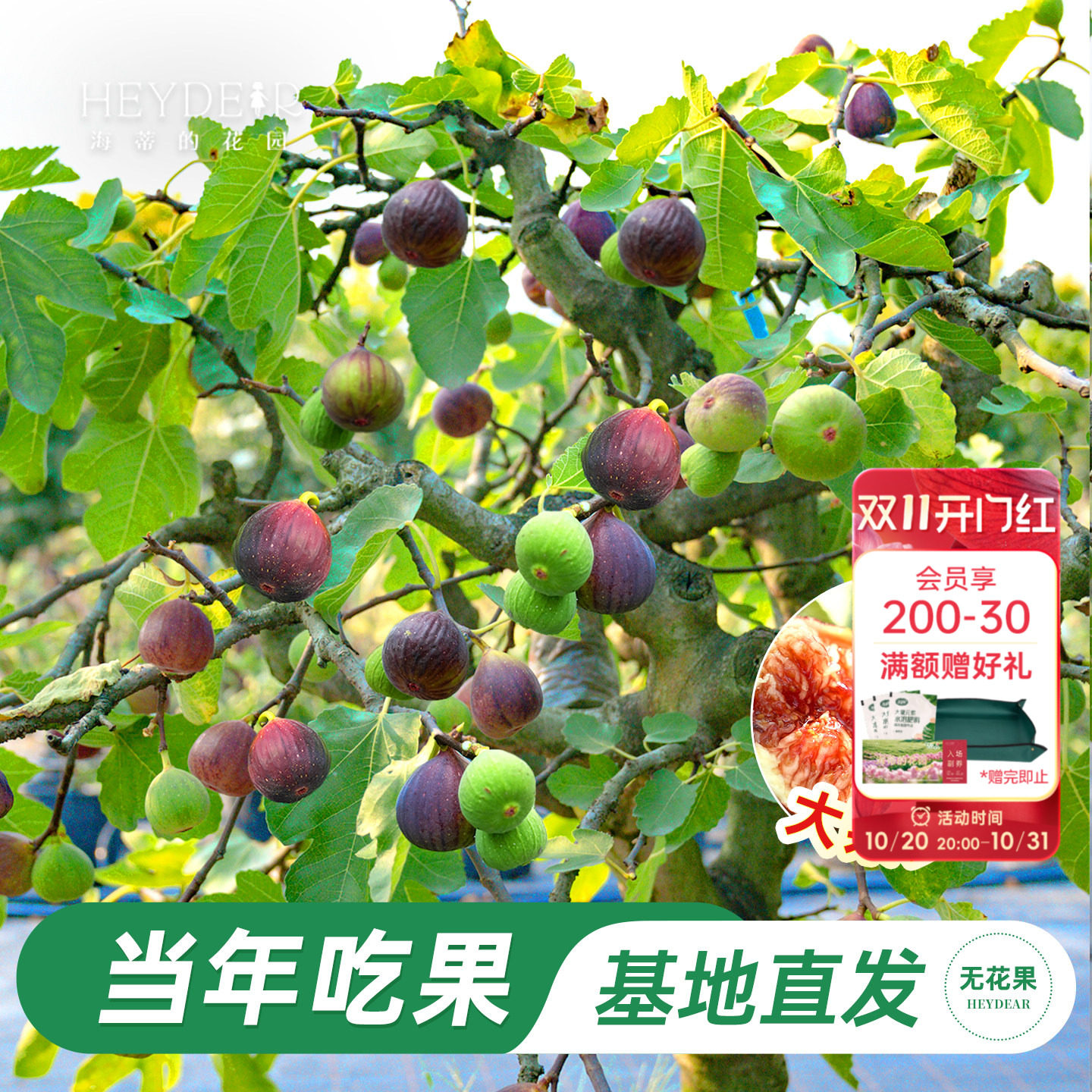 海蒂的花园无花果树果苗大果盆栽芭劳奈波姬红家庭水果树种植耐热