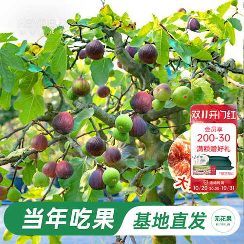 无花果盆栽大果特级高品质易养活