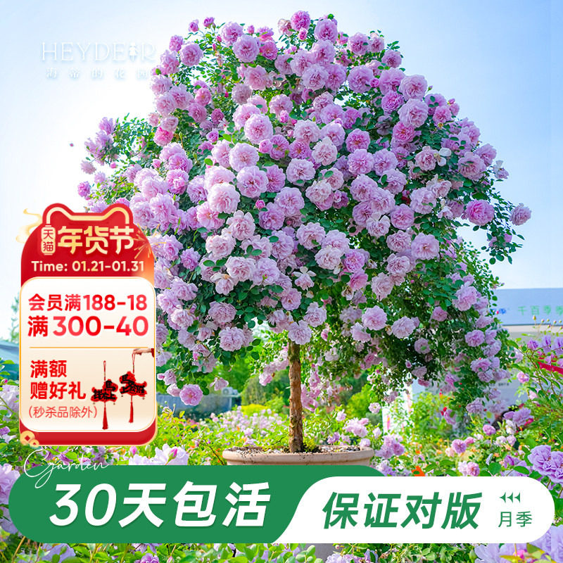 海蒂的花园旗舰店月季棒棒糖果汁阳台海神王阳台花卉盆栽植物苗,鲜花速递/花卉仿真/绿植园艺,时令草本花卉,淘宝优惠券,粉丝福利购,淘宝优惠卷