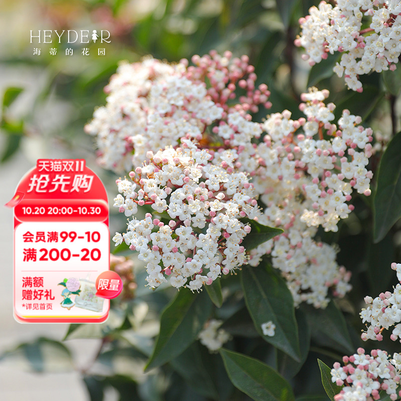 花期超长冬季开花荚蒾常绿多年生