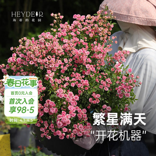 丰花灌木月季花量大花期长