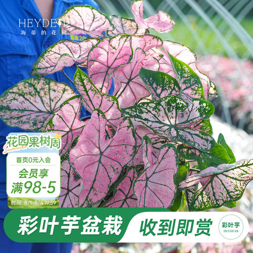 海蒂的花园彩叶芋盆栽苗