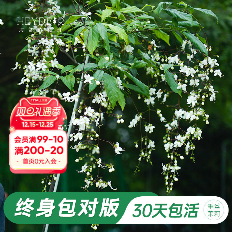 海蒂的花园垂丝茉莉阳台室内花卉