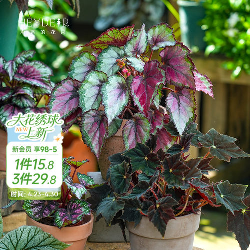 办公桌绿植室内栽种养护轻松