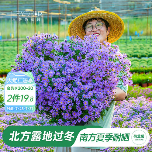 南方耐热北方露地过冬的菊花盆栽