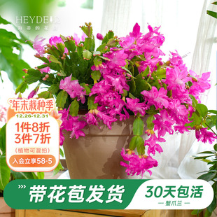 海蒂 花园旗舰店蟹爪兰盆栽花卉植物室内花阳台书房好养植物花苗