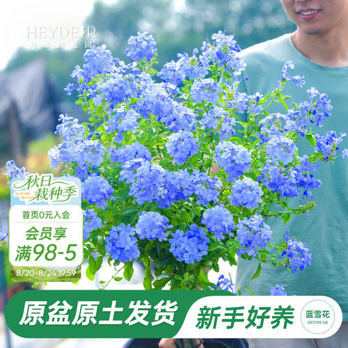 海蒂阳台蓝雪花海蒂的花园