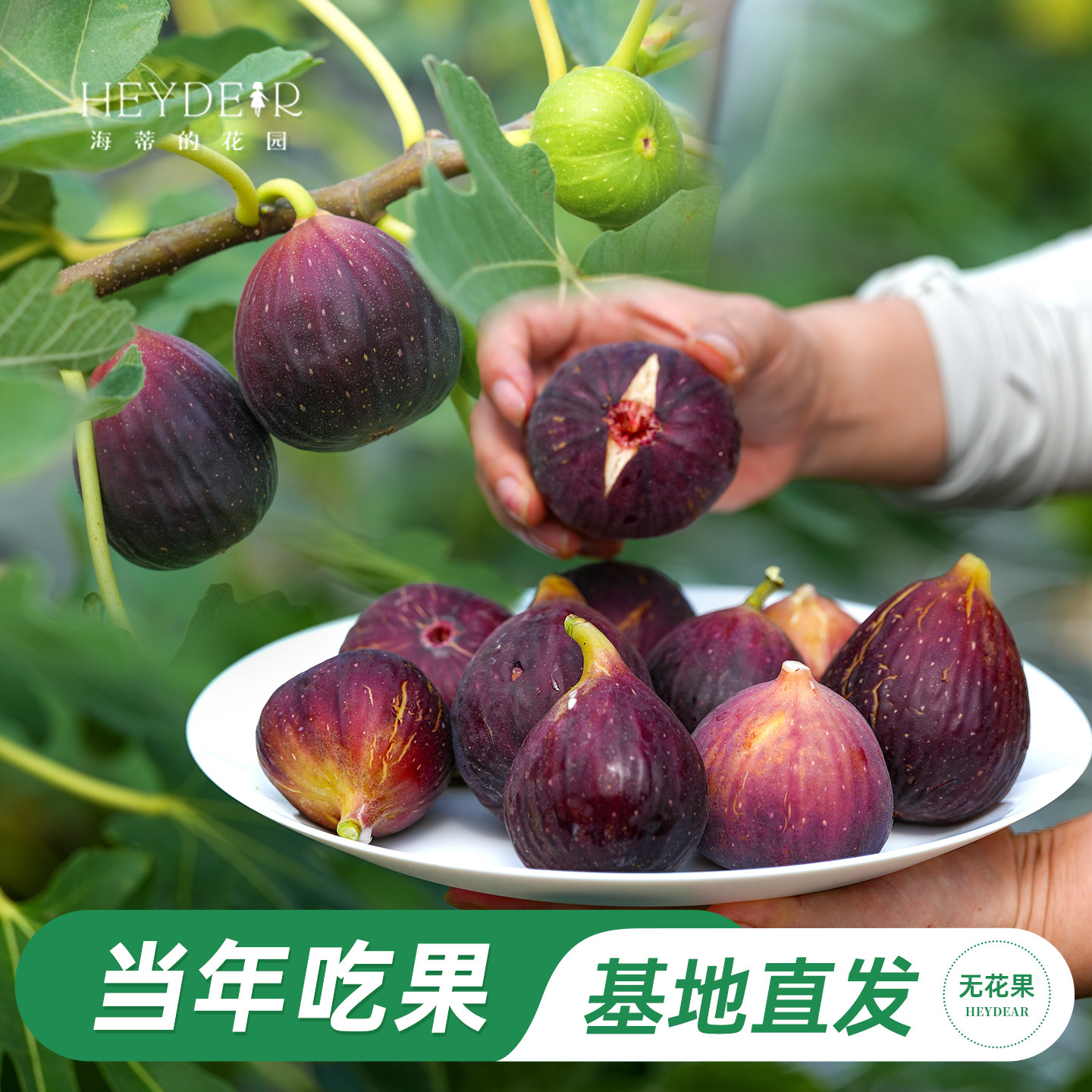海妈家自产无花果盆栽苗图片