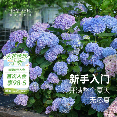 海蒂的花园无尽夏绣球盆栽