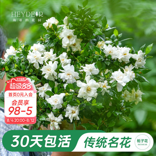 海蒂的花园官方旗舰店栀子花苗