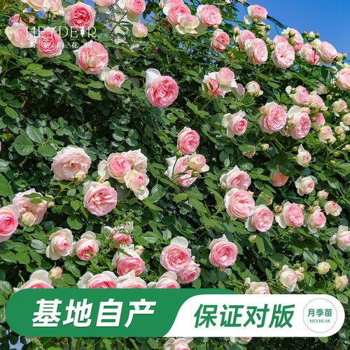 基地自产藤本月季苗包对版