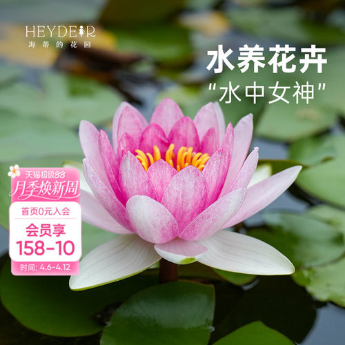海蒂的花园夏季开花睡莲裸根