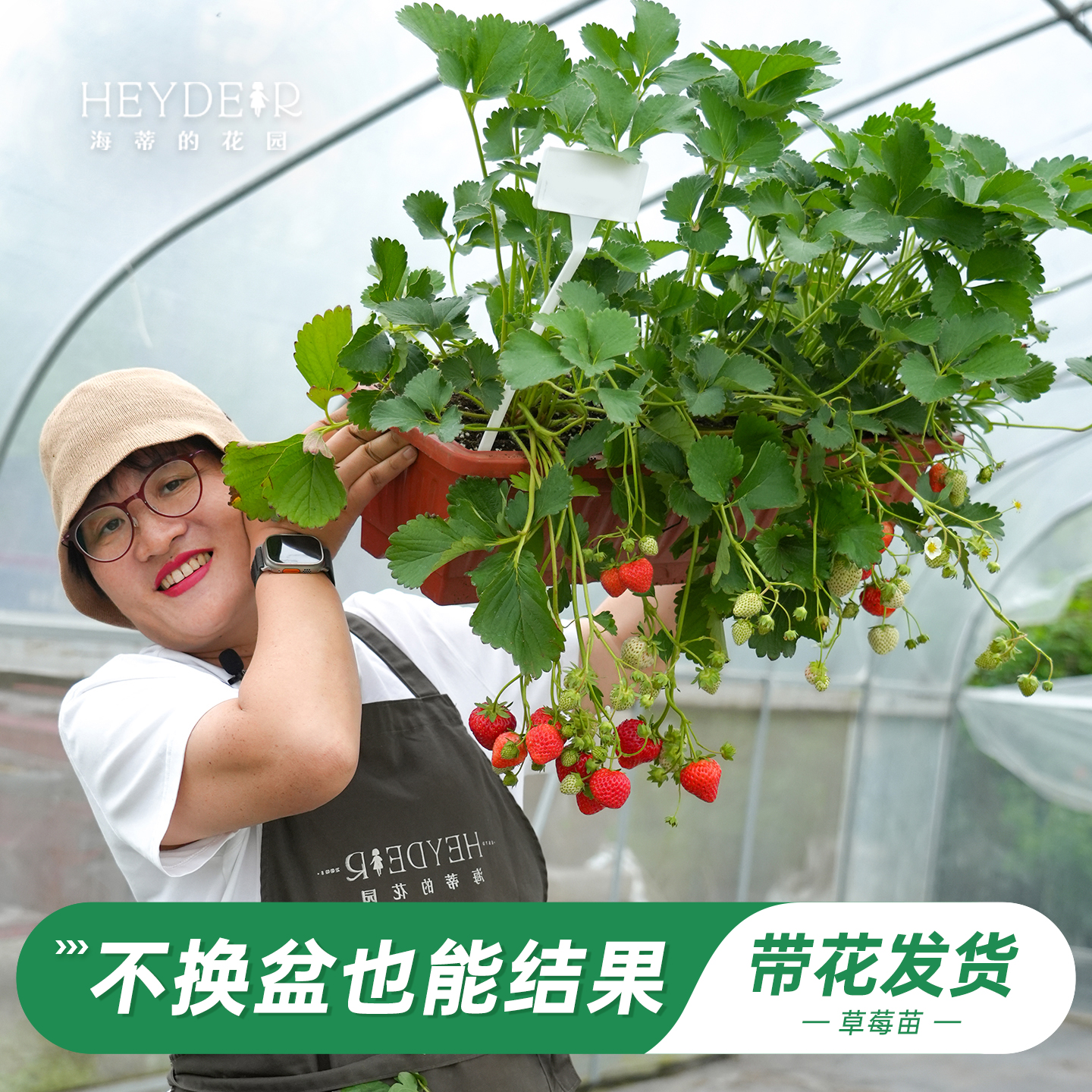 特大号草莓，不换盆就能结果