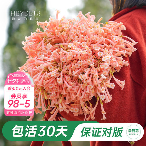 海妈家冬季开花球根花卉植物