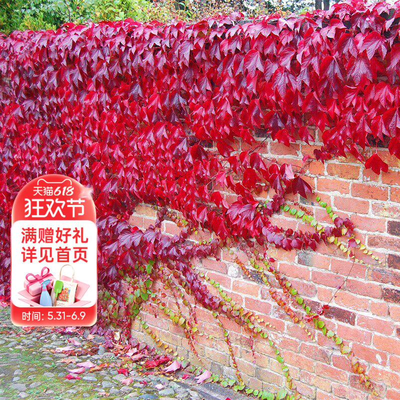 海蒂的花园旗舰店五叶地锦爬山虎彩色观叶植物爬墙爬藤地被盆栽苗