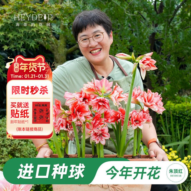 海蒂的花园旗舰店朱顶红种球重瓣阿弗雷进口开花球花卉植物室内花,鲜花速递/花卉仿真/绿植园艺,种球/裸根,淘宝优惠券,粉丝福利购,淘宝优惠卷