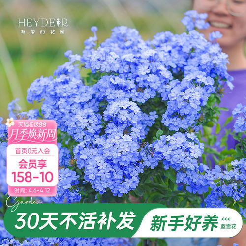 海蒂阳台蓝雪花海蒂的花园