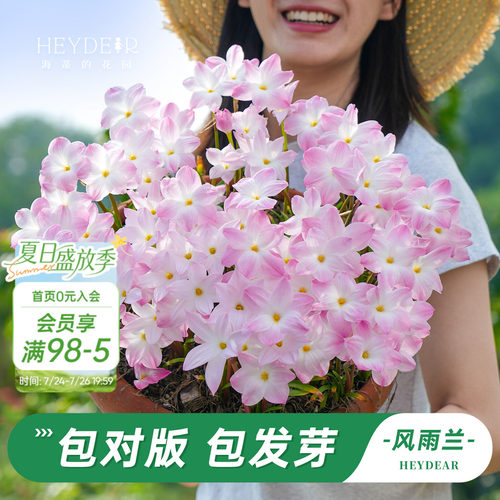 海蒂的花园风雨兰多年生花卉