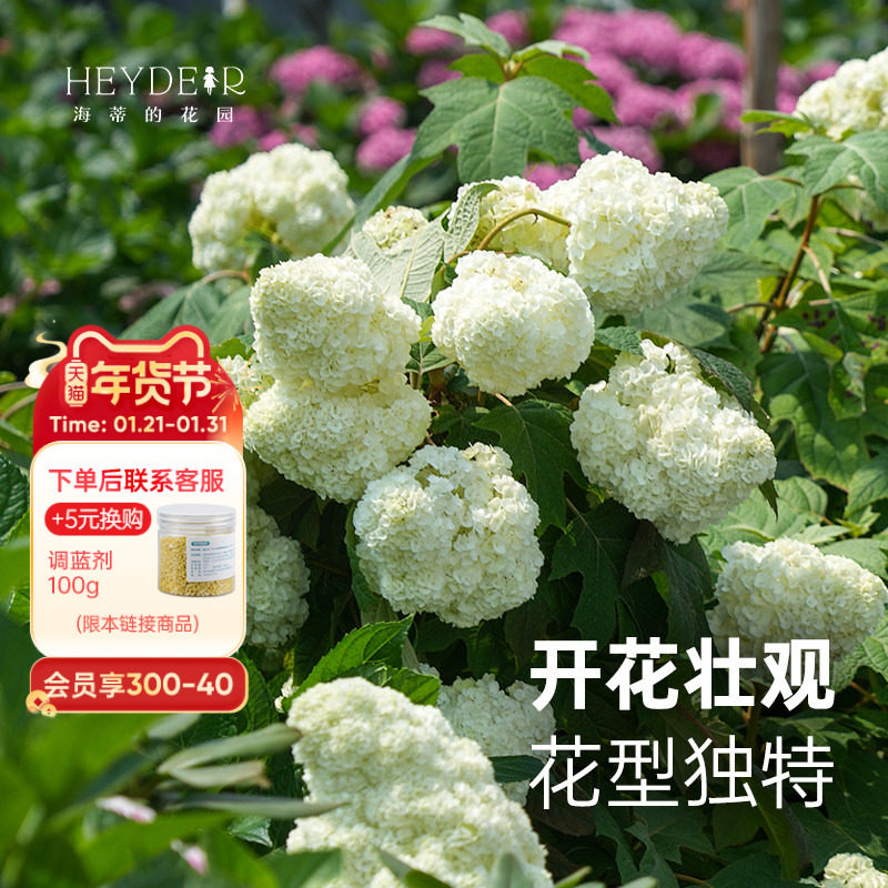 海蒂的花园绣球花苗和声雪花栎叶绣球花庭院露台耐寒植物花卉盆栽,鲜花速递/花卉仿真/绿植园艺,绣球/木绣球/木本植物,淘宝优惠券,粉丝福利购,淘宝优惠卷